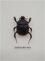 藏品(金龜科(一)外國)的圖片